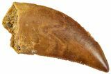 Serrated, Raptor Tooth - Real Dinosaur Tooth #261034-1